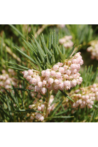 Андромеда багатолиста Компакта 